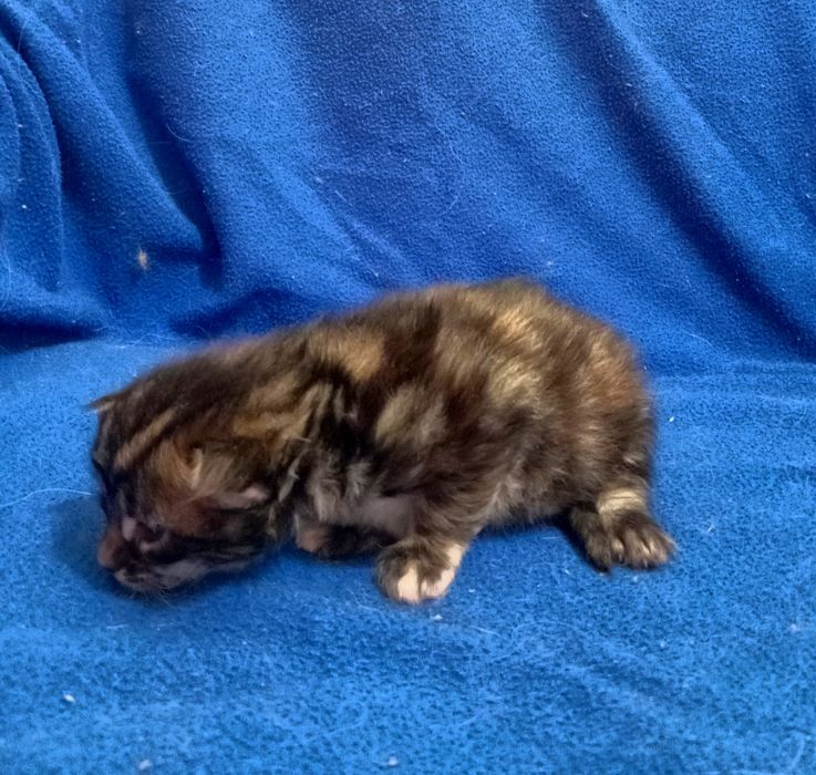 Милейшие котята Мейн Кун