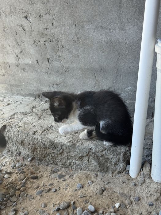8 котят ищут новый дом!