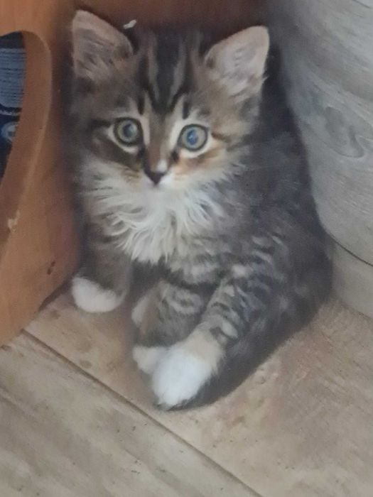 котенок девочка в добрые руки