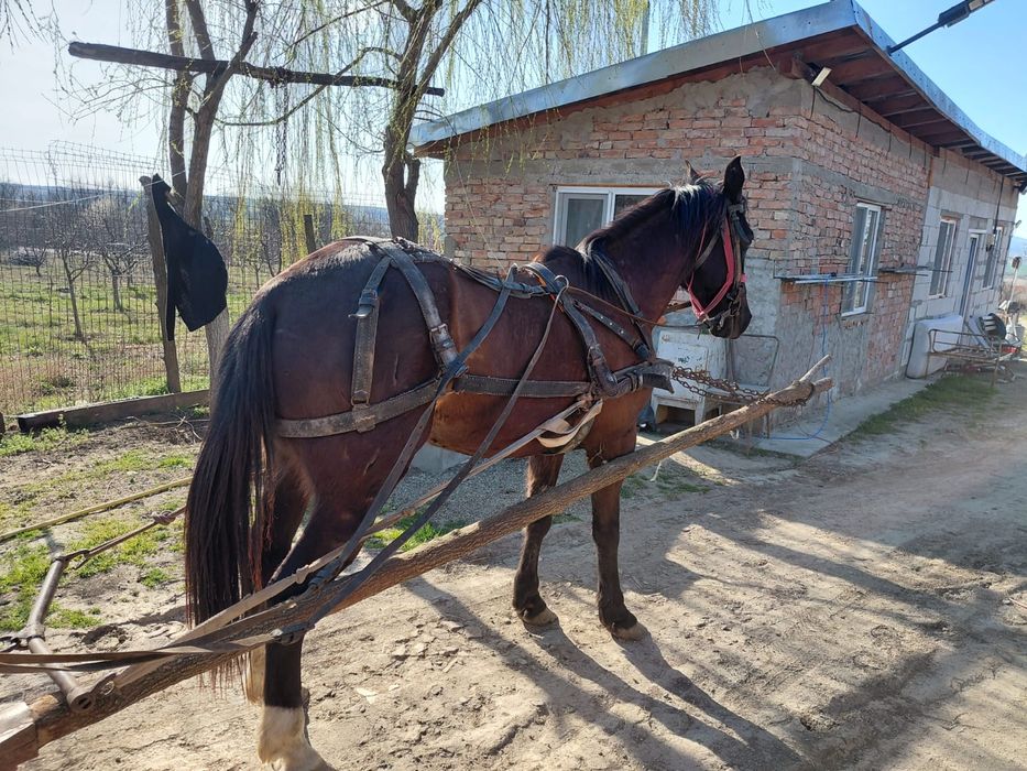 Vând cal tânăr su cuminte