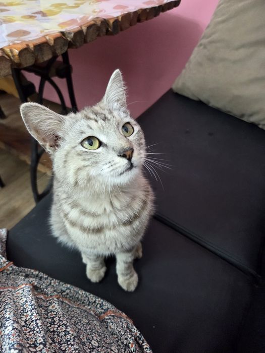 Отдам в добрые руки кот
