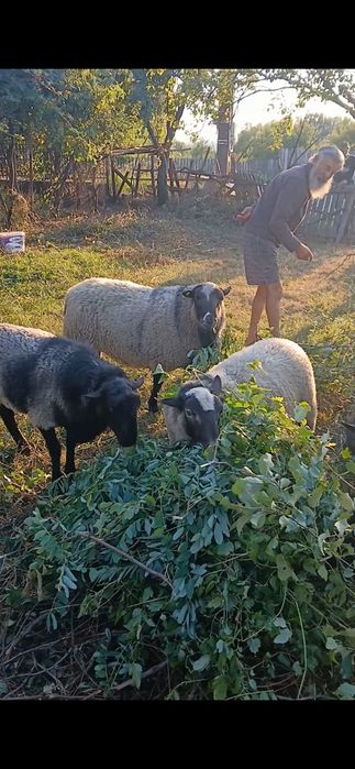 Oi si berbeci romanov de rasa