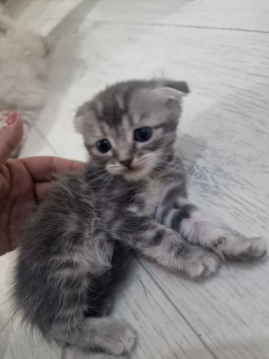 Шотланский  вислоушка мальчик