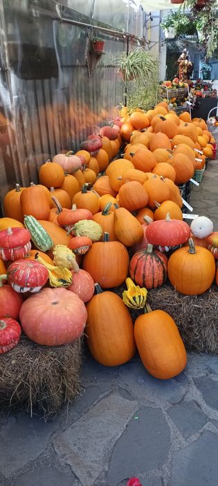 Dovleac Halloween și decorativ în Cluj