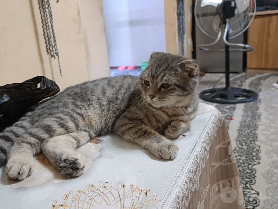 Вислоухий кот продается