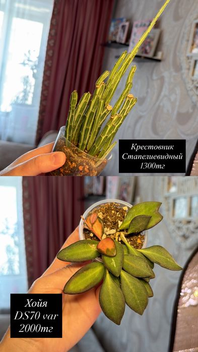 Суккуленты. Комнатные растения
