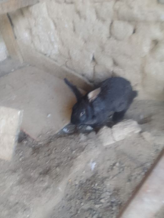 кролики домашние великаны по 5000тенге