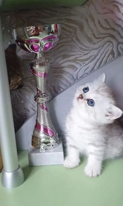 Мальчики и девочки 1.5 мес ходят в лоток