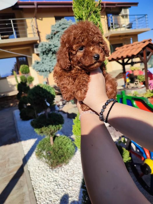 Пудел Той/Poodle Toy