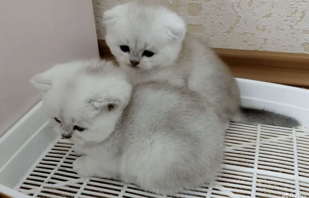 Золотая шиншилла