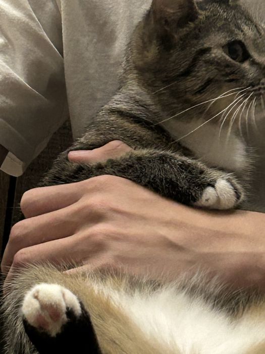 Отдам в добрые руки