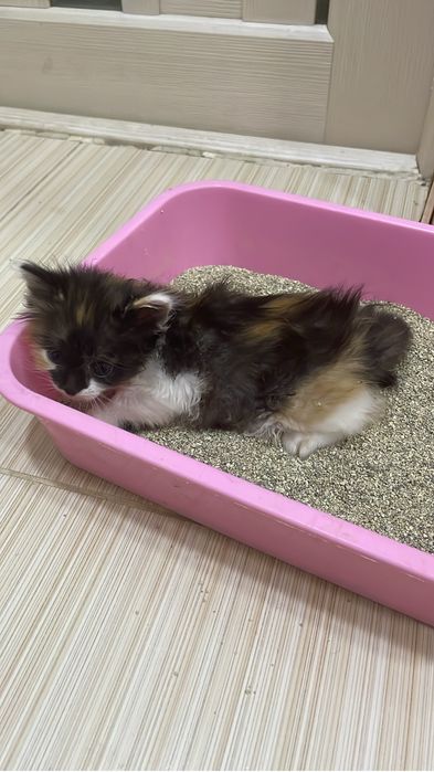 Отдам очаровательных котят