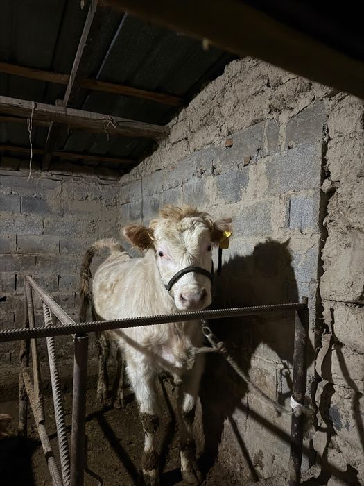 Срочно продам бычков жирные