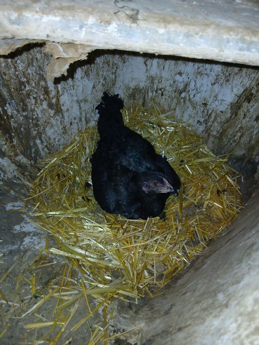 Dakan tovuq sotiladi