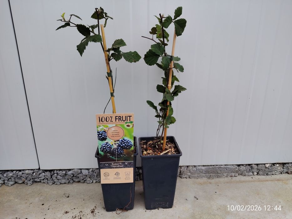 Малина , Къпина, Нар  Смокиня сортове