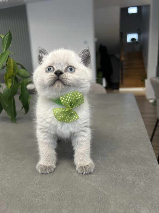 British shorthair alb, pedigree, asigur transport