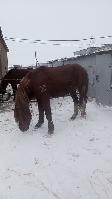 Жеребец тяжеловоз