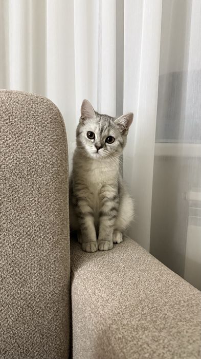 ШОТЛАНДСКАЯ Кошка за 20.000