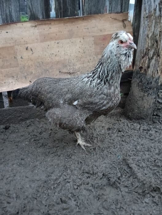 De vânzare Ouă de găină moțate pentru incubat