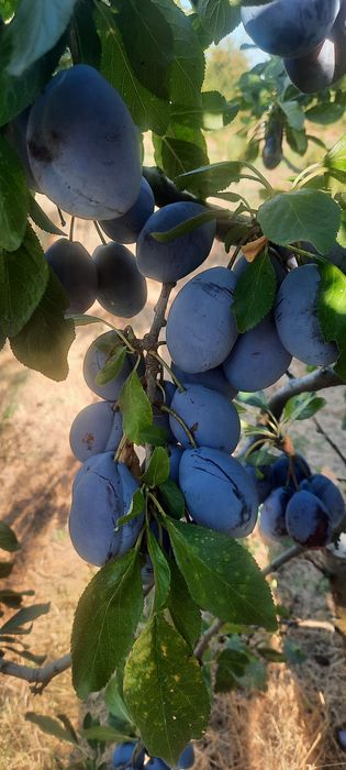Prune Stanley Slobozia Ciorasti Vrancea