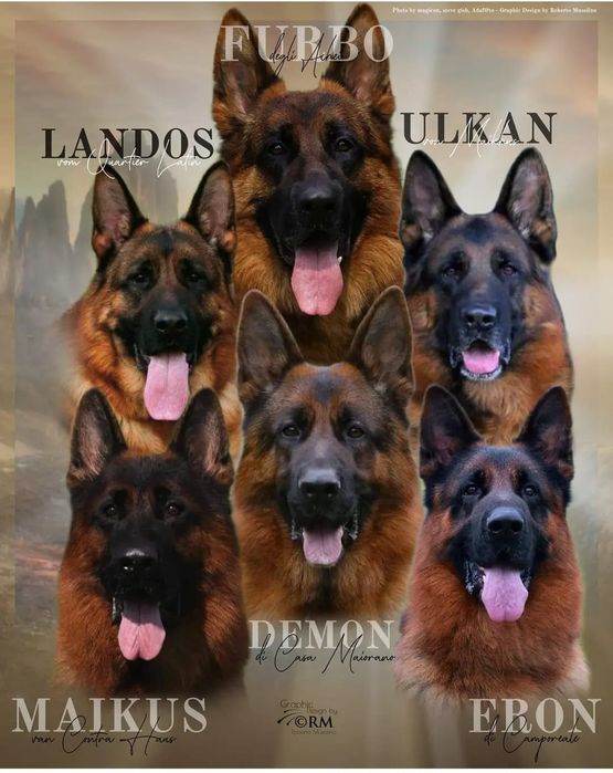 Щенок немецкой овчарки.