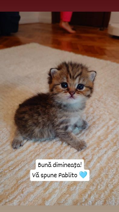 British shorthair golden cu pedigree