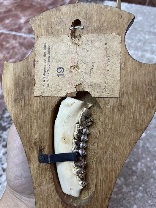 Trofeu Coarne de cerb 1971, 1937