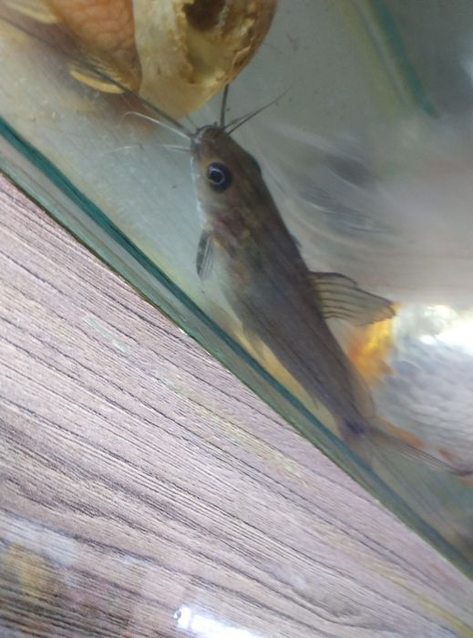 Повлиний сом аквариумный