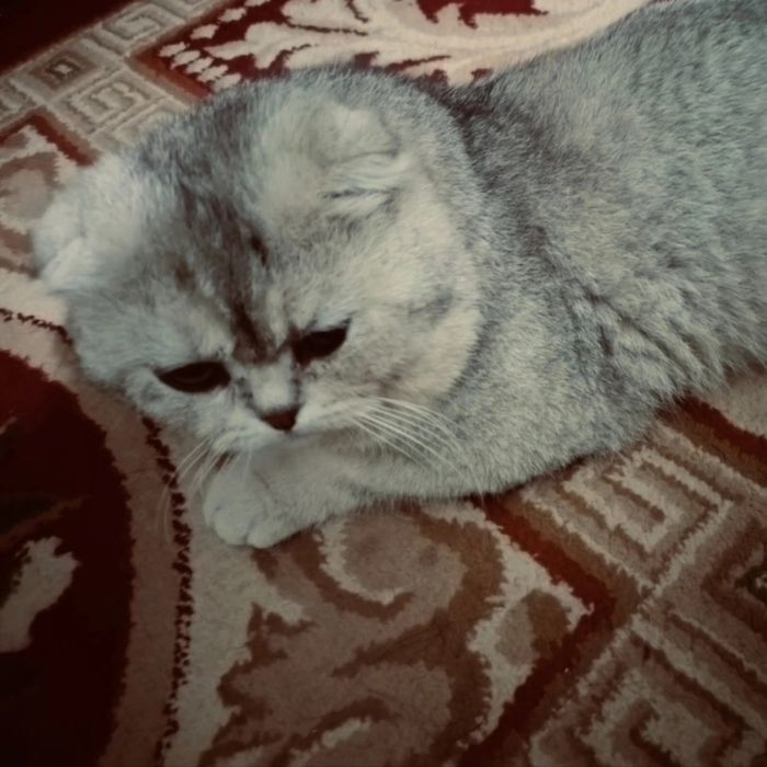 Британская коротко  шерстный кот