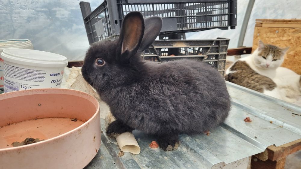 Iepuri 10 săptămâni