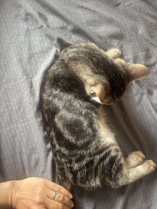 Бенгальский котёнок