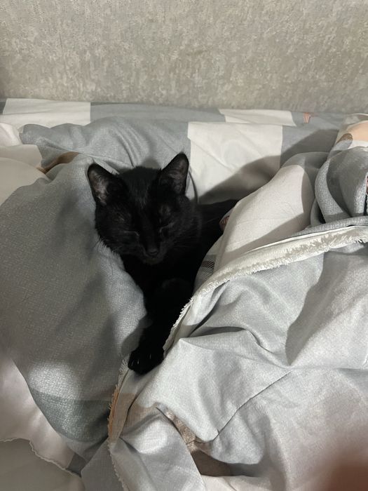 Отдадим кошку в хорошие руки