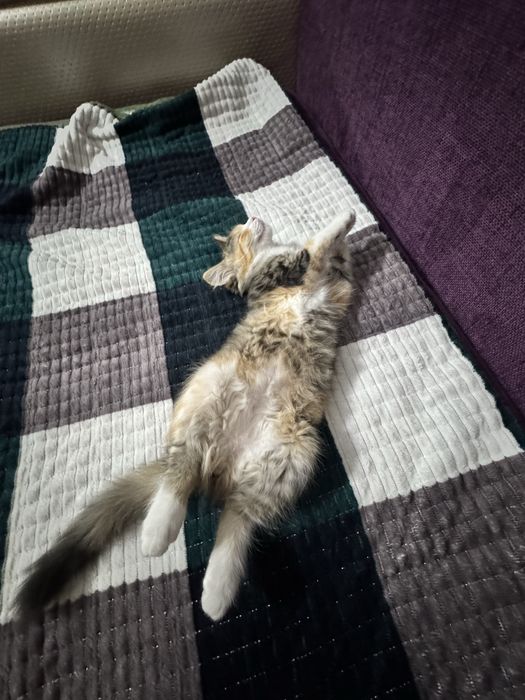 Котенок девочка 3 мес в добрые руки