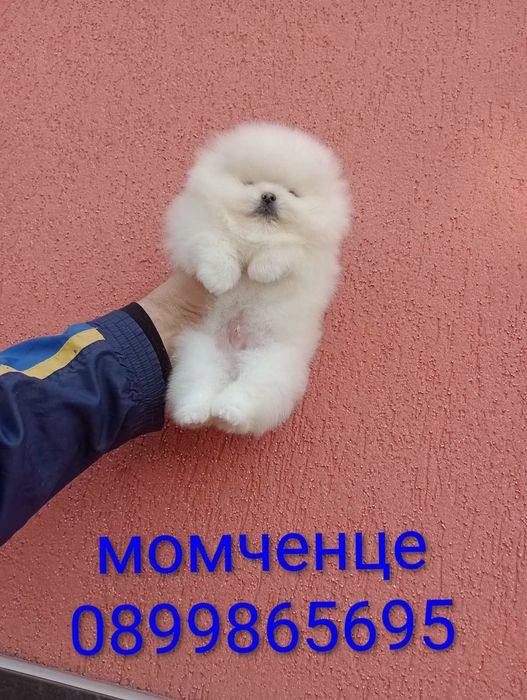 Мъжки бял Померан. Реални снимки!