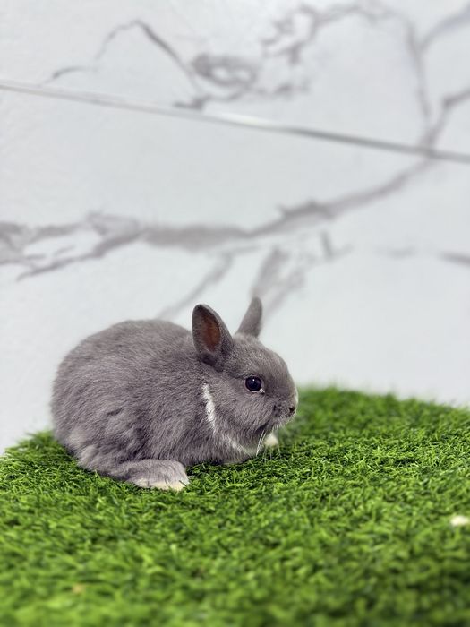 Карлик миниатюрные кролики