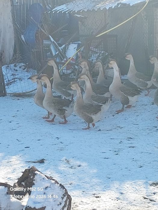 Gâște  africane  de  vânzare