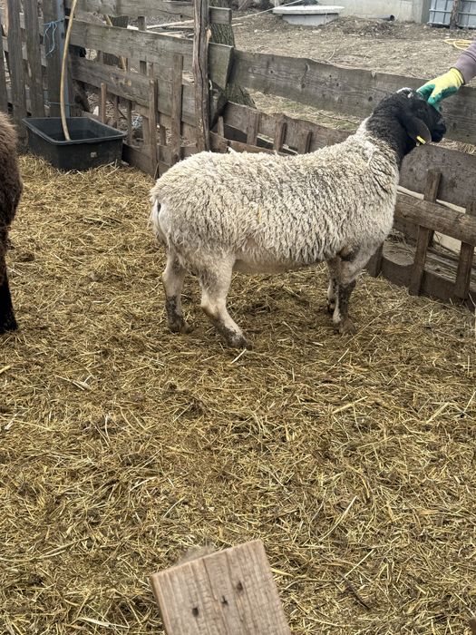 Vand sau schimb doi berbeci si o oaie Dorper