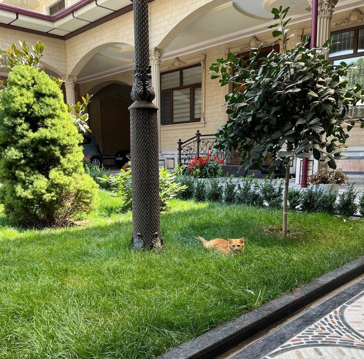 Отдадим в хорошие руки (яхши куллага топширамиз)