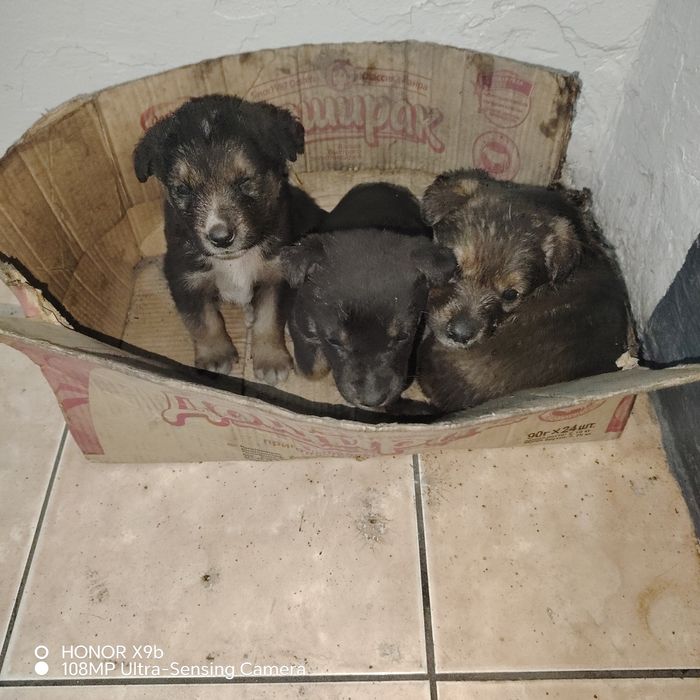 отдам щенят в добрые руки