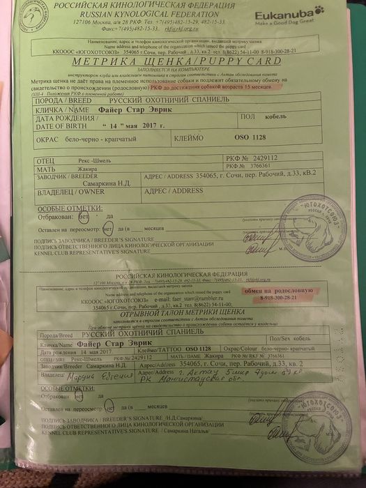 Русский спаниель кобель на вязку