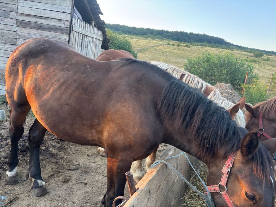 Cai manze două de 1 an și una de 2 ani
