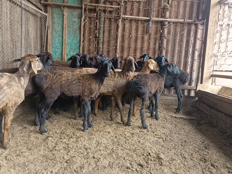 Семиз койлар, 1 жастан аскандар