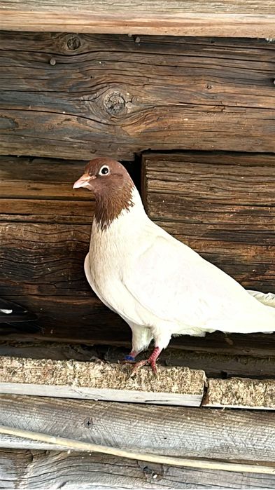 Продам голубей разных пород