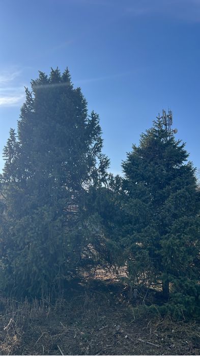 Продам ёлки находится в посёлке Ключи