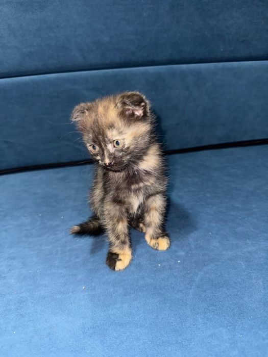 Вислоухие котята
