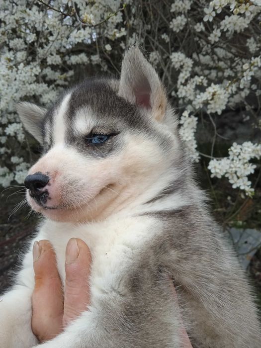 Сибирско хъски мъжко