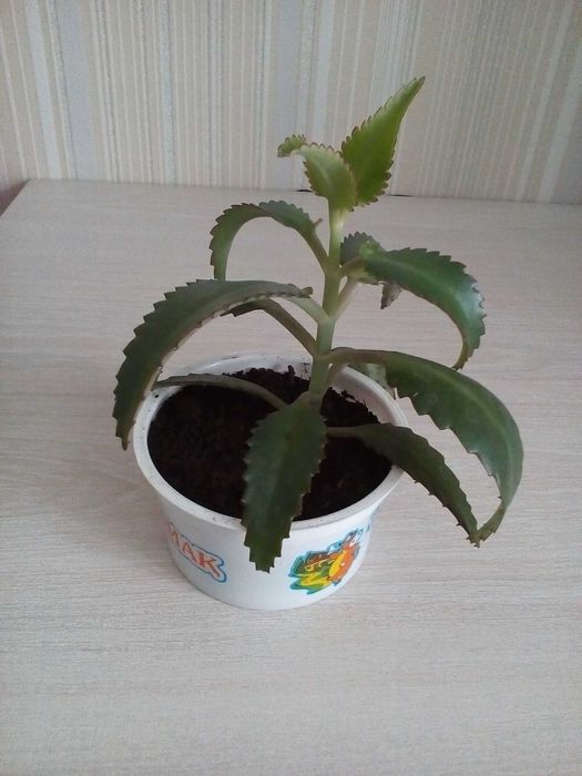 Продам лечебный цветок каланхоэ