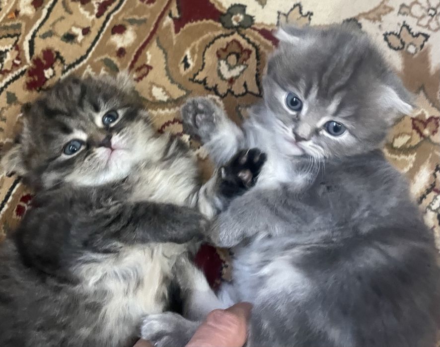 котятки от правильной вязки