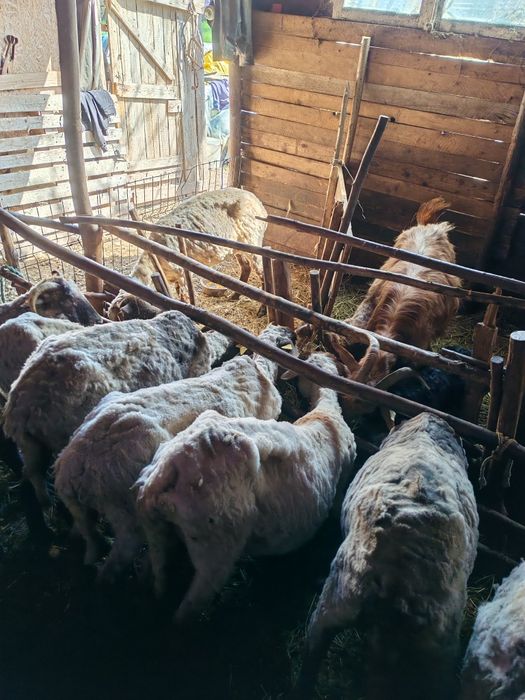 Vând 45 de oi cu prețul de 600 de lei bucata