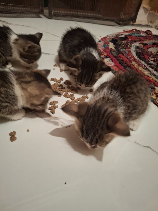 Котята срочно домашние